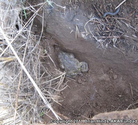 Southern California Toad (Anaxyrus boreas halophilus)