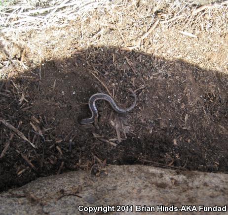 Western Skink (Plestiodon skiltonianus skiltonianus)