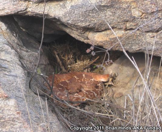 Red Diamond Rattlesnake (Crotalus ruber)