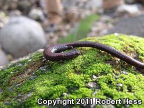 Black-bellied Slender Salamander (Batrachoseps nigriventris)