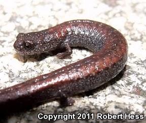 Black-bellied Slender Salamander (Batrachoseps nigriventris)