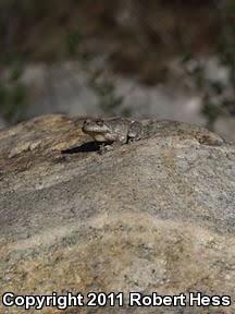 California Treefrog (Pseudacris cadaverina)