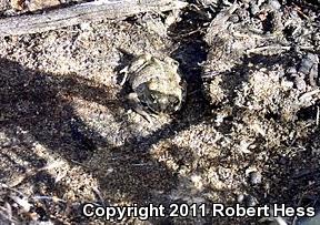Southern California Toad (Anaxyrus boreas halophilus)