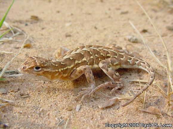 Prairie Earless Lizard (Holbrookia maculata perspicua)