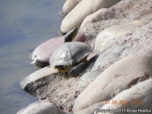 Red-eared Slider (Trachemys scripta elegans)