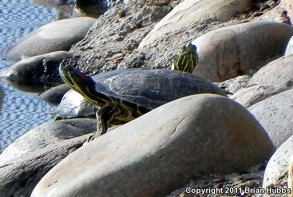 Red-eared Slider (Trachemys scripta elegans)