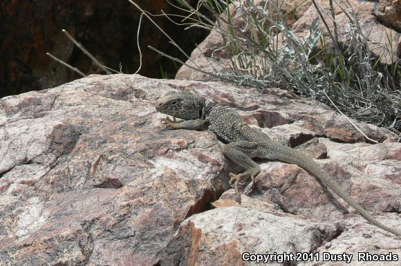 Great Basin Collared Lizard (Crotaphytus bicinctores)