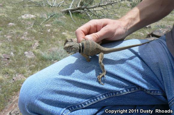 Great Basin Collared Lizard (Crotaphytus bicinctores)