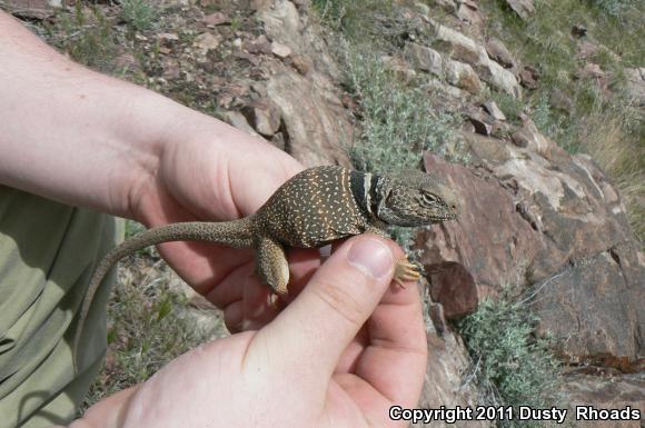 Great Basin Collared Lizard (Crotaphytus bicinctores)