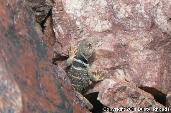 Great Basin Collared Lizard (Crotaphytus bicinctores)