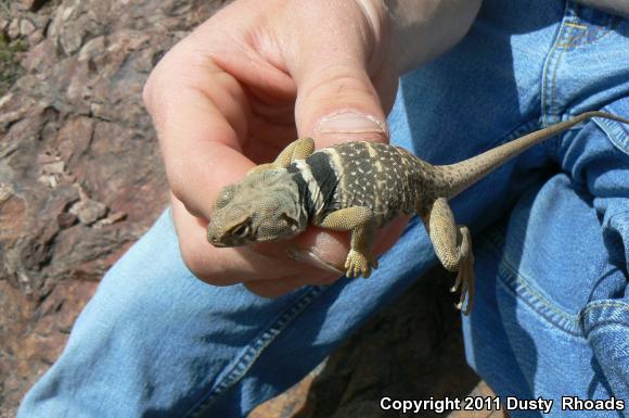 Great Basin Collared Lizard (Crotaphytus bicinctores)