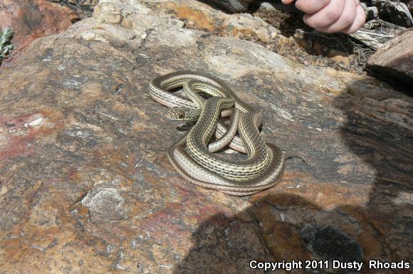 Desert Striped Whipsnake (Coluber taeniatus taeniatus)