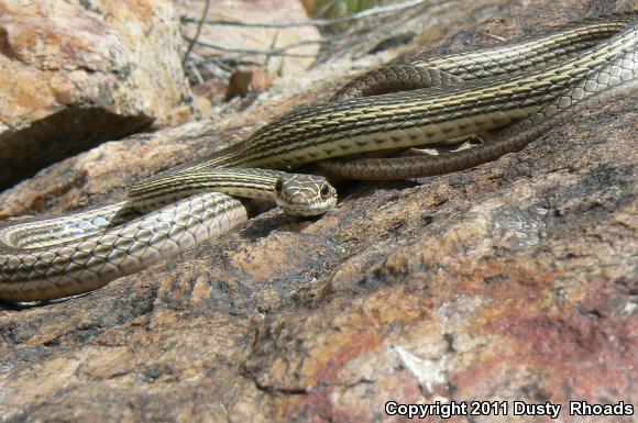 Desert Striped Whipsnake (Coluber taeniatus taeniatus)