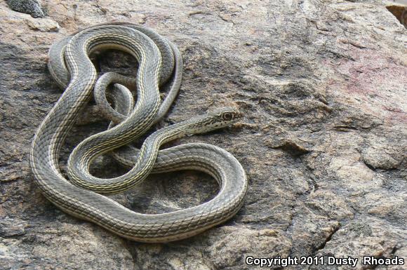 Desert Striped Whipsnake (Coluber taeniatus taeniatus)