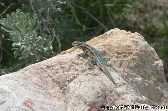 Common Side-blotched Lizard (Uta stansburiana)