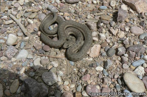 Wandering Gartersnake (Thamnophis elegans vagrans)