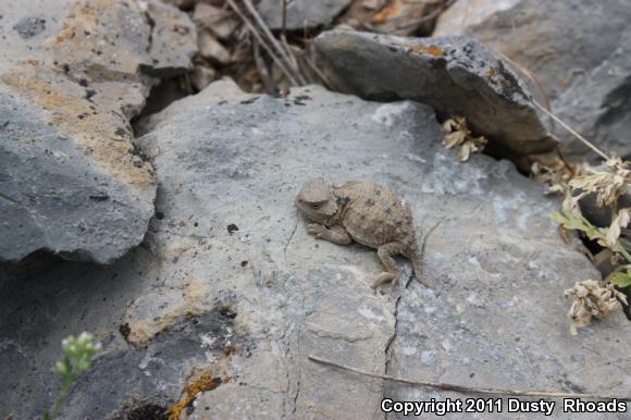 Greater Short-horned Lizard (Phrynosoma hernandesi)