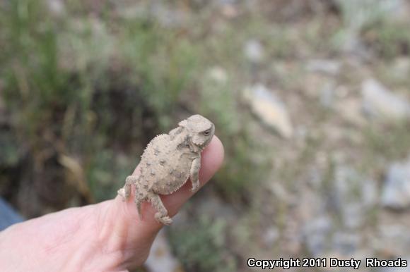 Greater Short-horned Lizard (Phrynosoma hernandesi)