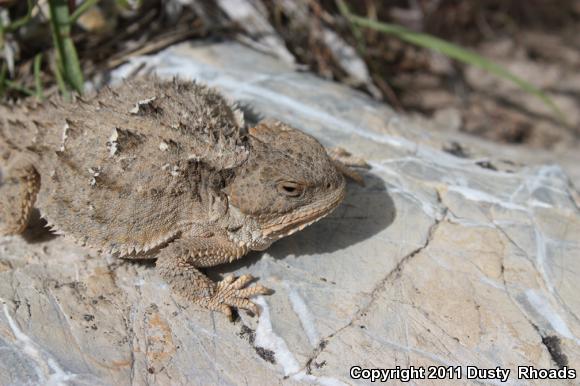 Greater Short-horned Lizard (Phrynosoma hernandesi)