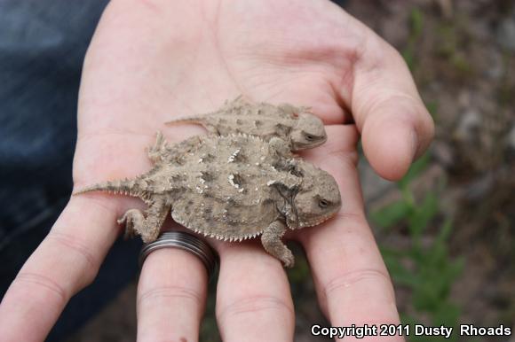 Greater Short-horned Lizard (Phrynosoma hernandesi)