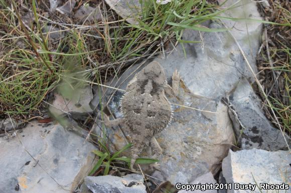 Greater Short-horned Lizard (Phrynosoma hernandesi)