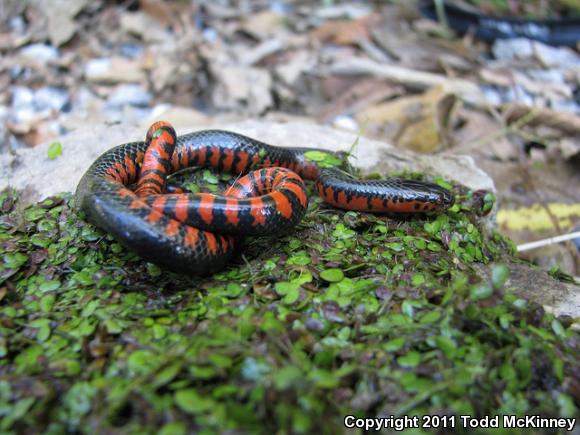 Eastern Mudsnake (Farancia abacura abacura)