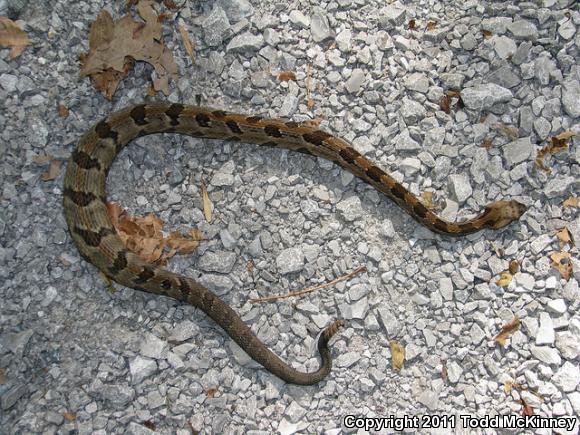 Timber Rattlesnake (Crotalus horridus)