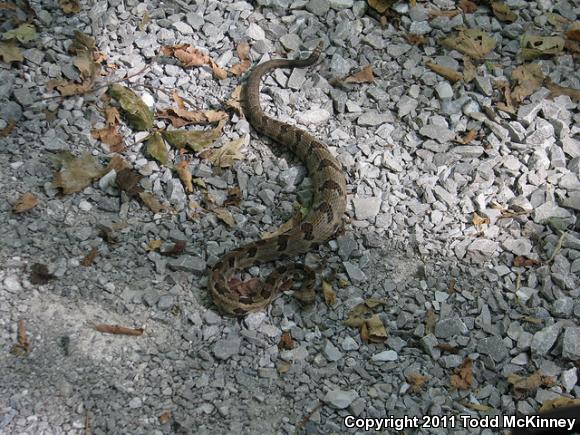 Timber Rattlesnake (Crotalus horridus)