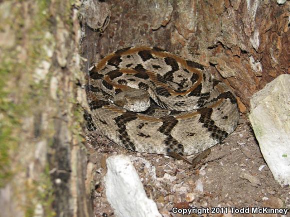 Timber Rattlesnake (Crotalus horridus)