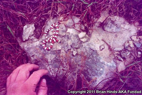 Central Plains Milksnake (Lampropeltis triangulum gentilis)