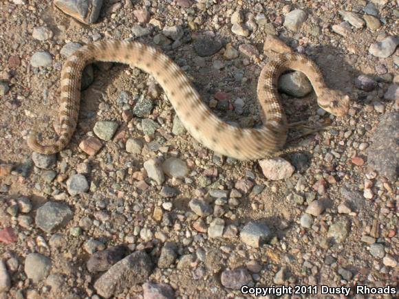 Mojave Desert Sidewinder (Crotalus cerastes cerastes)