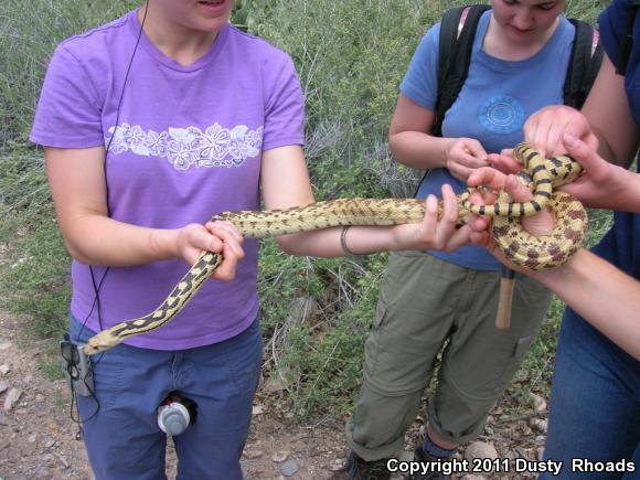 Great Basin Gopher Snake (Pituophis catenifer deserticola)