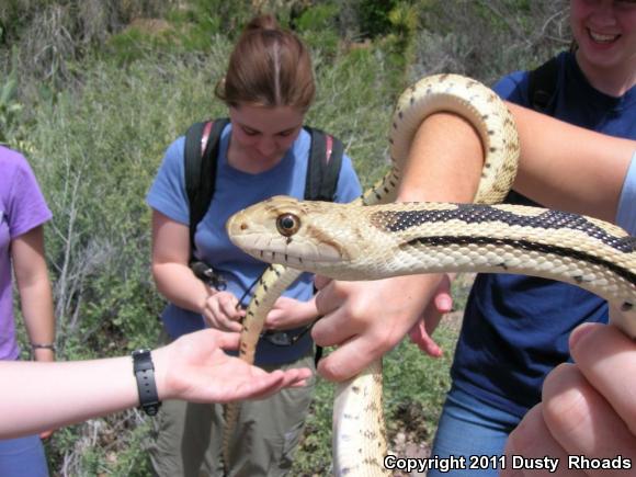 Great Basin Gopher Snake (Pituophis catenifer deserticola)