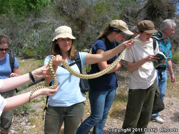 Great Basin Gopher Snake (Pituophis catenifer deserticola)