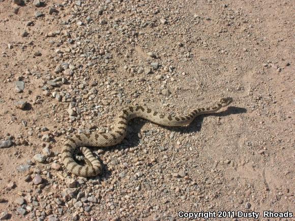 Great Basin Rattlesnake (Crotalus oreganus lutosus)