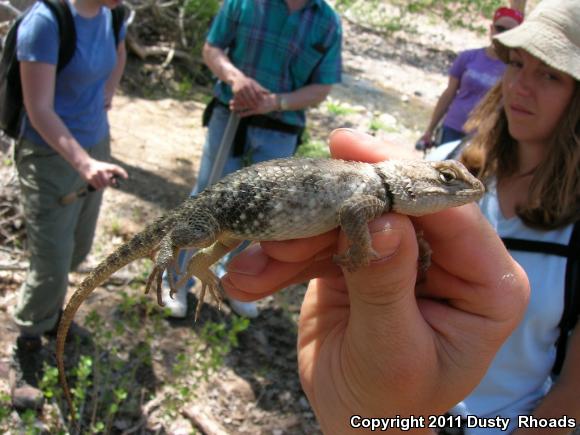 Desert Spiny Lizard (Sceloporus magister)