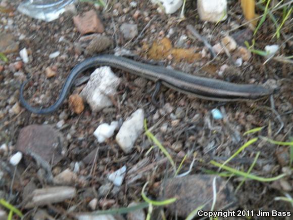 Western Skink (Plestiodon skiltonianus skiltonianus)