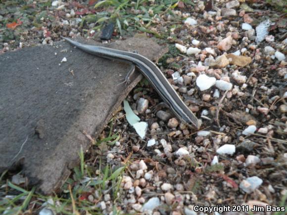 Western Skink (Plestiodon skiltonianus skiltonianus)