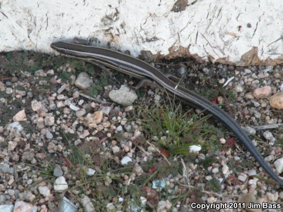 Western Skink (Plestiodon skiltonianus skiltonianus)