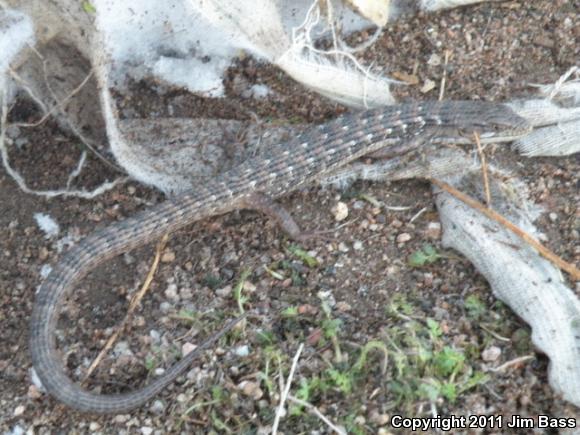 San Diego Alligator Lizard (Elgaria multicarinata webbii)