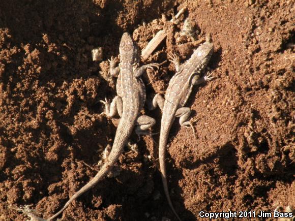 Western Side-blotched Lizard (Uta stansburiana elegans)