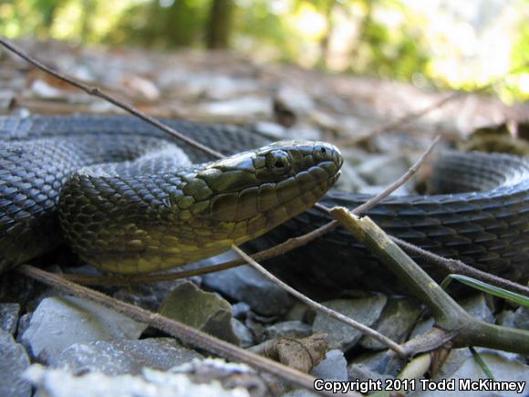 Mississippi Green Watersnake (Nerodia cyclopion)