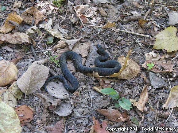 Mississippi Green Watersnake (Nerodia cyclopion)