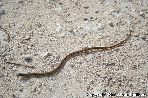 Island Glass Lizard (Ophisaurus compressus)