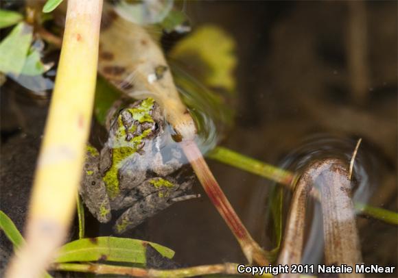 Coastal Cricket Frog (Acris crepitans paludicola)