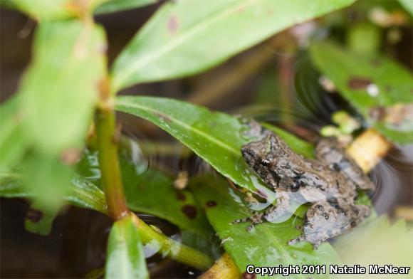 Coastal Cricket Frog (Acris crepitans paludicola)