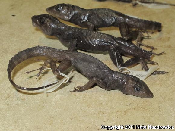 Crested Anole (Anolis cristatellus)