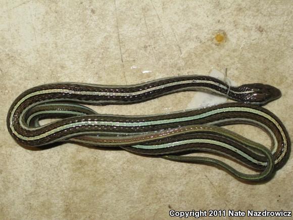 Eastern Ribbonsnake (Thamnophis sauritus sauritus)