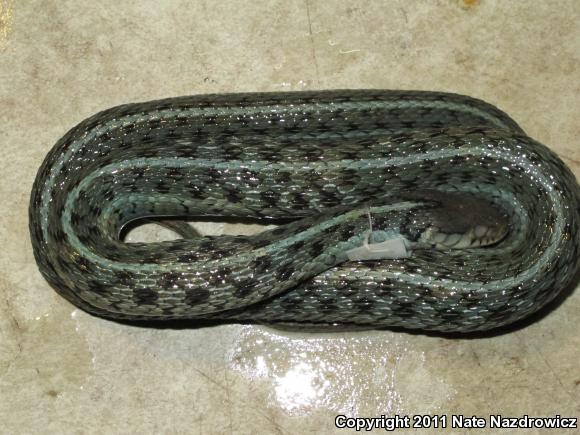 Eastern Gartersnake (Thamnophis sirtalis sirtalis)