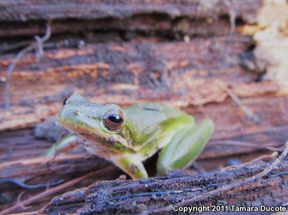 Green Treefrog (Hyla cinerea)